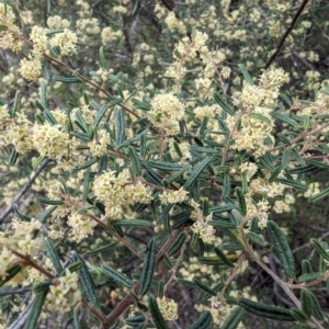 Pomaderris angustifolia at Booth, ACT - 27 Oct 2023