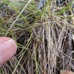 Paropsis pictipennis (Tea-tree button beetle) at Booth, ACT - 27 Oct 2023 by drbb