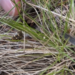 Paropsis pictipennis at Booth, ACT - 27 Oct 2023 04:03 PM