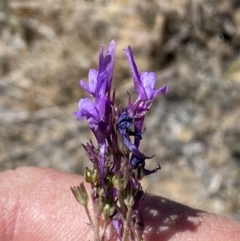 Linaria pelisseriana (Pelisser's Toadflax) at Molonglo River Reserve - 31 Oct 2023 by SteveBorkowskis