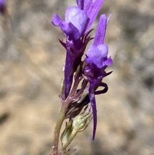 Linaria pelisseriana at Denman Prospect, ACT - 31 Oct 2023