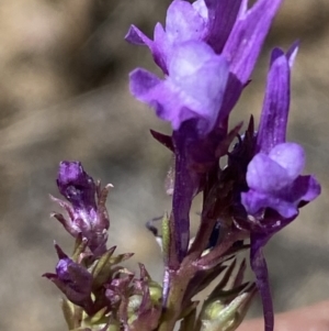 Linaria pelisseriana at Denman Prospect, ACT - 31 Oct 2023 11:14 AM