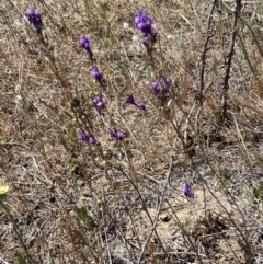 Linaria pelisseriana at Denman Prospect, ACT - 31 Oct 2023 11:14 AM