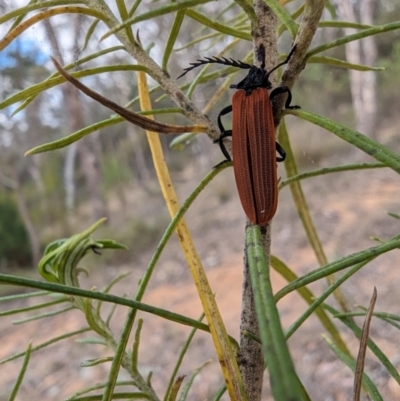 Porrostoma rhipidium (Long-nosed Lycid (Net-winged) beetle) at Booth, ACT - 27 Oct 2023 by drbb
