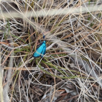 Pollanisus (genus) (A Forester Moth) at Booth, ACT - 27 Oct 2023 by drbb