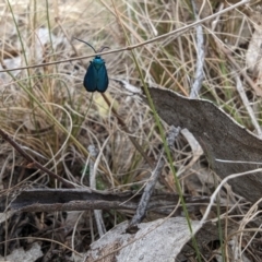 Pollanisus (genus) (A Forester Moth) at Booth, ACT - 27 Oct 2023 by drbb