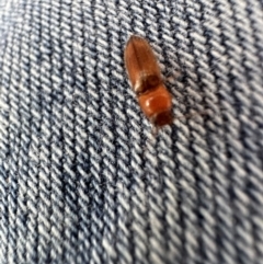 Elateridae sp. (family) (Unidentified click beetle) at Kangaroo Valley, NSW - 30 Oct 2023 by lbradley