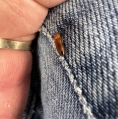 Elateridae (family) at Kangaroo Valley, NSW - suppressed