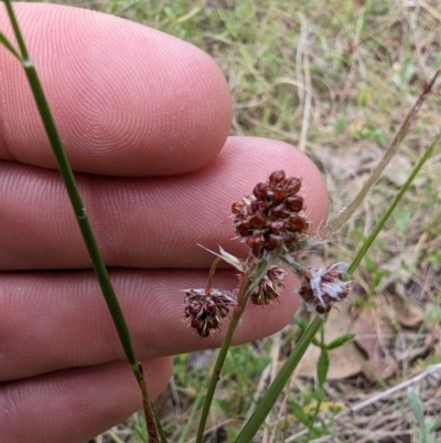 Luzula sp. (Woodrush) at Booth, ACT - 27 Oct 2023 by drbb