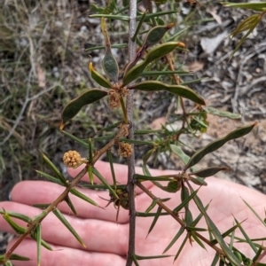 Acacia ulicifolia at Booth, ACT - 27 Oct 2023 05:09 PM