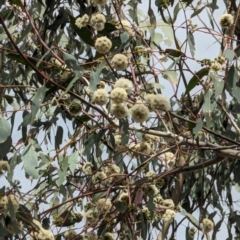 Eucalyptus dives (Broad-leaved Peppermint) at Booth, ACT - 27 Oct 2023 by drbb