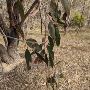 Eucalyptus dives at Tharwa, ACT - 27 Oct 2023 05:02 PM