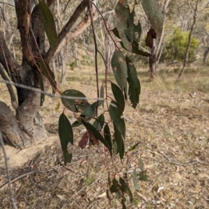 Eucalyptus dives at Tharwa, ACT - 27 Oct 2023