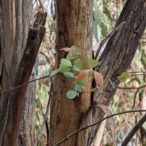 Eucalyptus dives at Booth, ACT - 27 Oct 2023