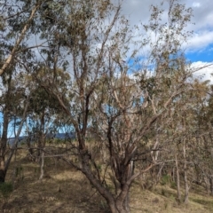 Eucalyptus dives at Booth, ACT - 27 Oct 2023