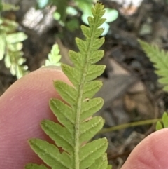 Pteris tremula (Tender Brake) at Kangaroo Valley, NSW - 31 Oct 2023 by lbradleyKV