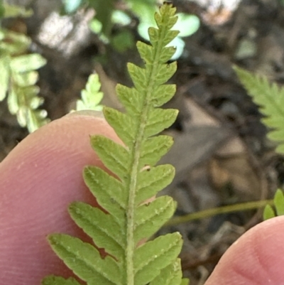 Pteris tremula (Tender Brake) at Kangaroo Valley, NSW - 31 Oct 2023 by lbradley