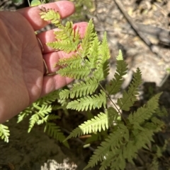 Pteris tremula at Kangaroo Valley, NSW - 31 Oct 2023