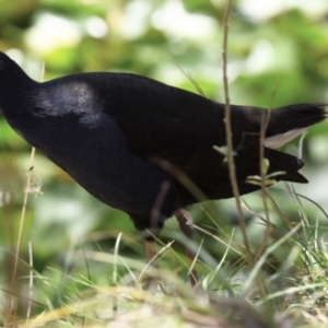 Porphyrio melanotus at Ormiston, QLD - 31 Oct 2023