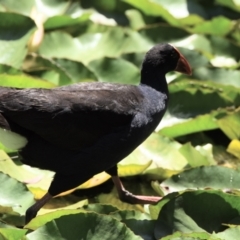 Porphyrio melanotus at Ormiston, QLD - 31 Oct 2023