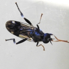 Exaireta spinigera (Garden Soldier Fly) at Wanniassa, ACT - 31 Oct 2023 by JohnBundock
