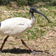 Threskiornis molucca (Australian White Ibis) at Ormiston, QLD - 31 Oct 2023 by PJH123