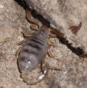 Urodacus manicatus at Tuggeranong, ACT - 31 Oct 2023