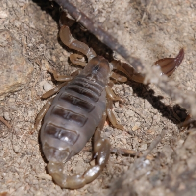 Urodacus manicatus (Black Rock Scorpion) at Tuggeranong, ACT - 31 Oct 2023 by roman_soroka