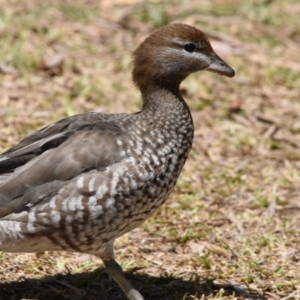 Chenonetta jubata at Ormiston, QLD - 31 Oct 2023 11:12 AM
