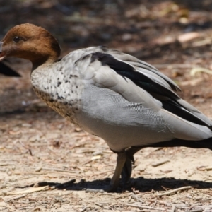 Chenonetta jubata at Ormiston, QLD - 31 Oct 2023