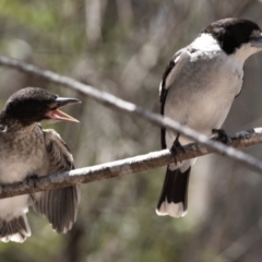 Cracticus torquatus (Grey Butcherbird) at Ormiston, QLD - 31 Oct 2023 by PJH123