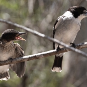 Cracticus torquatus at Ormiston, QLD - 31 Oct 2023 11:39 AM