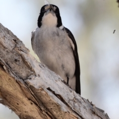 Cracticus torquatus at Ormiston, QLD - 31 Oct 2023