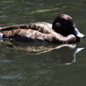 Aythya australis at Ormiston, QLD - 31 Oct 2023