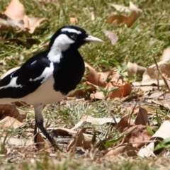 Grallina cyanoleuca (Magpie-lark) at Ormiston, QLD - 31 Oct 2023 by PJH123