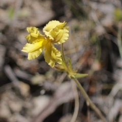 Goodenia paradoxa (Spur Goodenia) at Tuggeranong, ACT - 31 Oct 2023 by roman_soroka