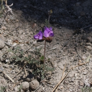 Swainsona sp. at Tuggeranong, ACT - 31 Oct 2023