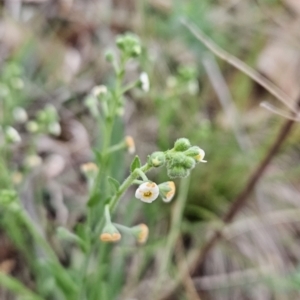 Hackelia suaveolens at Tuggeranong, ACT - 28 Oct 2023