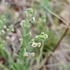 Hackelia suaveolens (Sweet Hounds Tongue) at Tuggeranong, ACT - 27 Oct 2023 by BethanyDunne