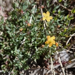 Hypericum gramineum (Small St Johns Wort) at Cooleman Ridge - 31 Oct 2023 by BethanyDunne