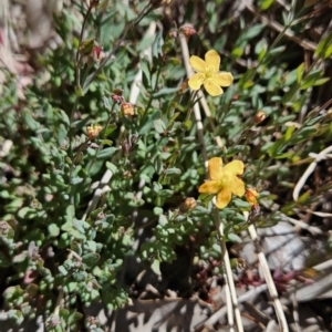 Hypericum gramineum at Chapman, ACT - 31 Oct 2023