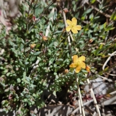Hypericum gramineum (Small St Johns Wort) at Chapman, ACT - 31 Oct 2023 by BethanyDunne