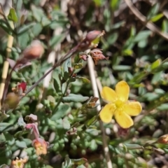 Hypericum gramineum at Chapman, ACT - 31 Oct 2023