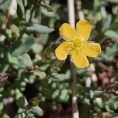 Hypericum gramineum at Chapman, ACT - 31 Oct 2023