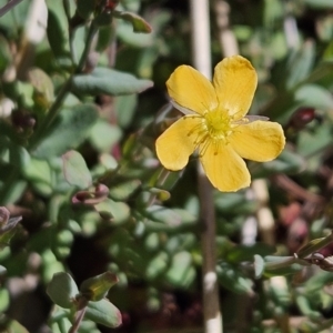 Hypericum gramineum at Chapman, ACT - 31 Oct 2023