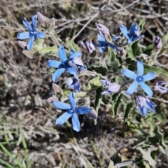 Oxypetalum coeruleum (Tweedia or Southern Star) at Chapman, ACT - 31 Oct 2023 by BethanyDunne