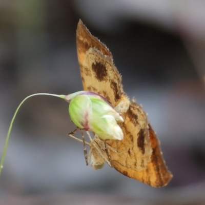 Unidentified Moth (Lepidoptera) at Chiltern-Mt Pilot National Park - 28 Oct 2023 by KylieWaldon