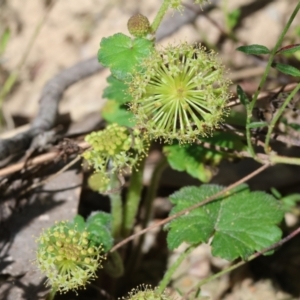 Hydrocotyle laxiflora at Chiltern, VIC - 29 Oct 2023