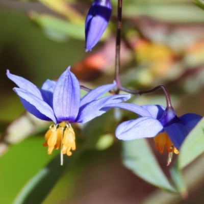 Stypandra glauca (Nodding Blue Lily) at Chiltern, VIC - 28 Oct 2023 by KylieWaldon