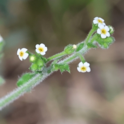 Hackelia suaveolens (Sweet Hounds Tongue) at Chiltern, VIC - 28 Oct 2023 by KylieWaldon